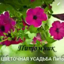 ЦВЕТОЧНАЯ УСАДЬБА Питомник