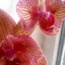 Продажа сортовых орхидей, подростков, орхиаты и т.д.