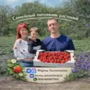Ферма Лесниченко 🍓Клубника 💜Лаванда🌱Теплица