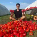 Тепличный бизнес в деревне