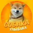 Собакен | Животные Юмор Смех Улыбка Приколы Питомцы Домашние Животные Отдых Развлечение Смех Коты Видео
