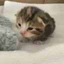 Мякичи | Котята и коты