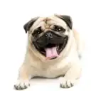 Мопс