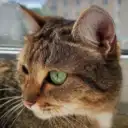 Ни дня без КОШКИ