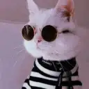 Кошки. Котики 🐈