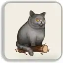 Кот. ru