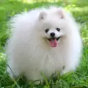 Собаки. Собачки 🐶