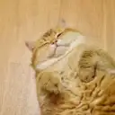 Кот Хосико