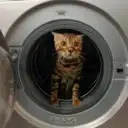 Усы, лапы и хвост!🐾
