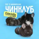 ЧинКлуб — всё о шиншиллах