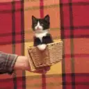 Котики-накотики      коты/кошки/домашние животные /любимцы