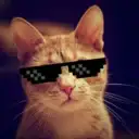 КОТИКИ