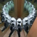 Follyflly