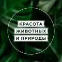 Красота животных и природы