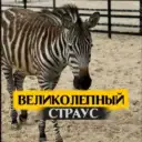 КФХ Великолепный страус & КАФЕ