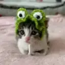Шерстяные проказники | Коты Котики Мяу Юмор Животные Кошки Смешные Коты Видео Фото Забавные Моменты Питомцы Хвост Домашние Любимые Коты Котятки Милота Ежедневный Контент