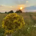 Целебные травы и чаи ручного сбора;живое сыродавленное масло; мази, мыло и шампунь