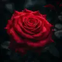 Красивые короткие видео